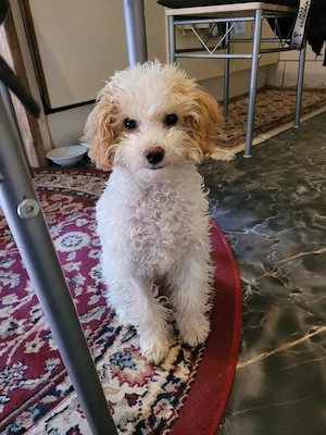 Süße Maltipoo-Hündin Sisi, 4 Monate, sucht Liebevolles Zuhause     