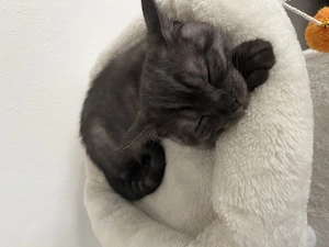 Bkh Kitten männlich und weiblich 