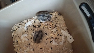 1 dsungarisches Zwerghamstermädchen abzugeben abzugeben 