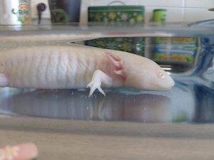 Axolotl zu verkaufen