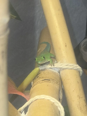 Taggecko Phelsuma pasteuri 0.1 aus 2025 Bild 3
