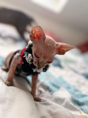 Sphynx Katze, mädchen
