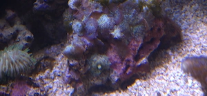 Scheibenanemonen Discosoma Stock Meerwasser Nachzucht Koralle