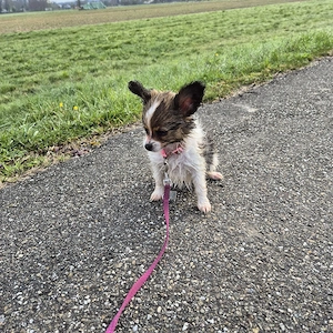 Papillonwelpen suchen Zuhause  Bild 4