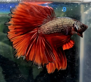Kampffisch Männchen Betta splendens Halfmoon Butterfly 