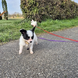 Papillonwelpen suchen Zuhause  Bild 3