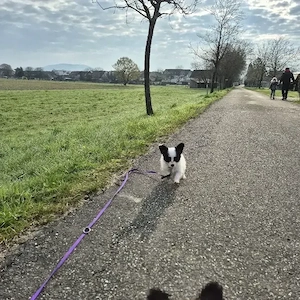 Papillonwelpen suchen Zuhause  Bild 2