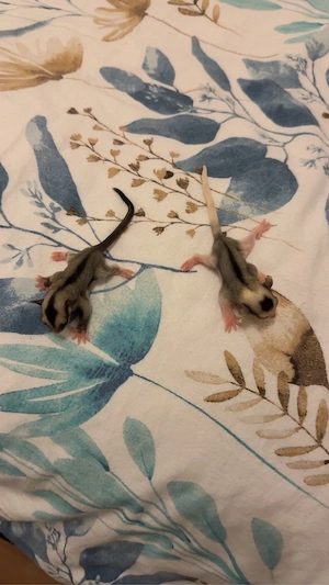 *RESERVIERT* Sugar Glider 2.0 Jungtiere, Kurzkopfgleitbeutler Bild 3