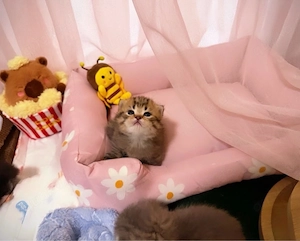 Zuckersüsse Reinrassige Bkh Kitten