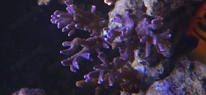 Montipora digitata "Ocen blue" Meerwasser Nachzucht Koralle SPS