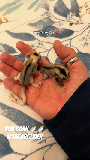 Sugar Glider 2.0 Jungtiere, Kurzkopfgleitbeutler