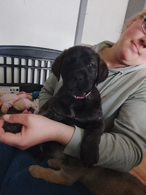    Cane Corso Mix Hündin sucht liebevolles Zuhause   