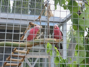 Rosakakadu 1,1 zu verkaufen 