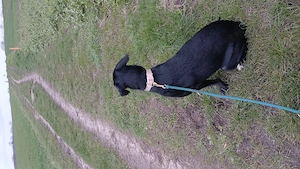 Liebe Mischlingshündin sucht Zuhause 