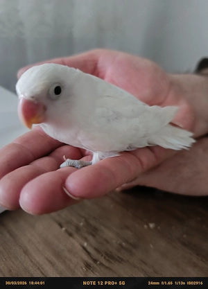 Weiße agaporniden (Geschlecht weiss ich nicht)