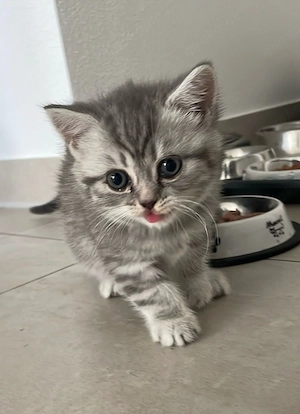    Zauberhafte Britisch Kurzhaar Katzenbabys suchen ein liebevolles Zuhause   