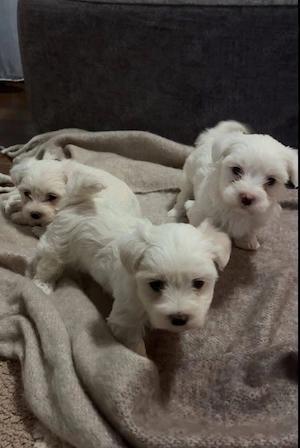 Drei süße Malteser Welpen