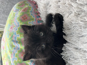 Bezauberndes BKH Mädchen sucht neues Zuhause