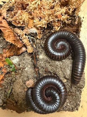 1.1 Archispirostreptus gigas (Afrikanische Riesentausendfüßer)