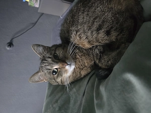 Wer gibt Nala eine Chance