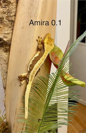 Kronengecko Correlophus ciliatus diverse Morphen