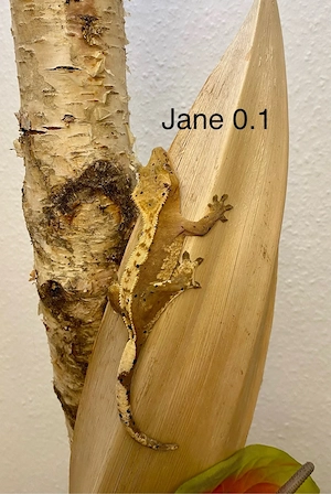 Kronengecko Correlophus ciliatus diverse Morphen