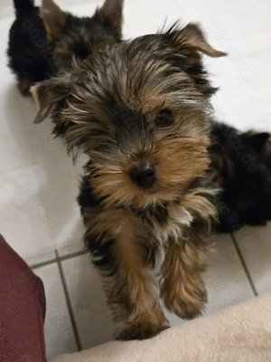 Welpe Yorkshire Terrier  Weibchen 