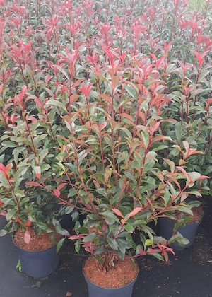  Heckenpflanzen   Photinia 'Carré Rouge'   immergrün   direkt an der Grenze