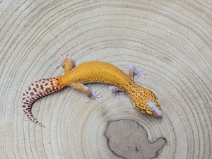 Leopardgecko Weibchen Sunfire Radar 