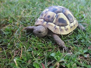 Griechische Landschildkröten THB, NZ 2025