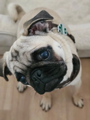 Süße Mops-Welpin in liebevolle Hände abzugeben