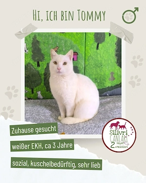 Besonderer Tommy sucht ein Zuhause