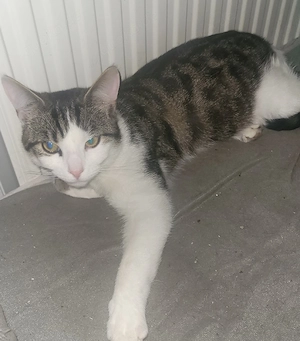 Zwei junge Kater abzugeben! 