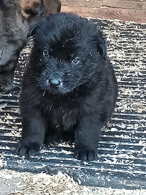 Verkaufe Schäferhund Welpen 