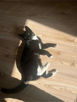 Katze schwarz weiss  Bild 3