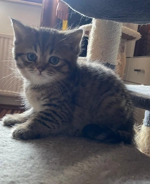Britische Kitten  Bild 4
