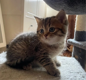 Britische Kitten  Bild 3