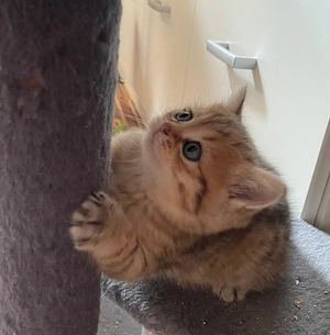 Britische Kitten  Bild 2