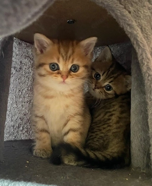 Britische Kitten  Bild 5