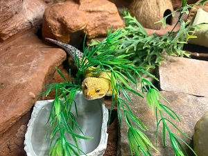 Leopardengecko Gaint Tangerine 1.0