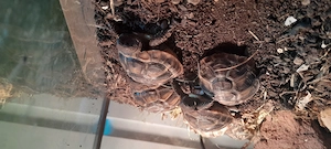 Griechische Landschildkröten