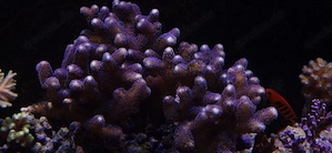 Stylophora pistillata "Milka" Meerwasser Nachzucht Koralle