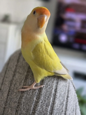 Rosenköpfchen Handzahm  Bild 2