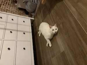 Besonderer Tommy sucht ein Zuhause