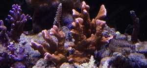 Montipora Digitata Orange Meerwasser Nachzucht Koralle