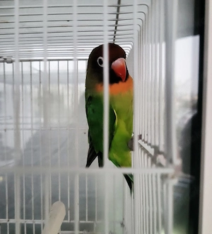 junge Unzerttrenlicher Papagei zu verkaufen