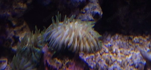 Fungia grün Koralle Meerwasser Nachzucht