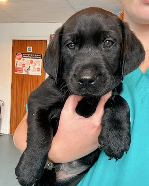 Lanrador-Retriever-Welpen Bild 2