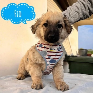 Fio, bezaubernder Welpe, Mudi Dackel Mix