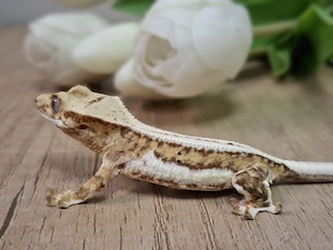 Correlophus ciliatus Kronengecko 0.0.1 Pet only 